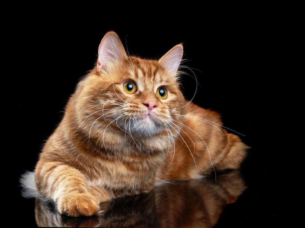 Курильский БОБтейл