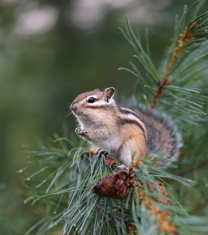 Вкусный стланик