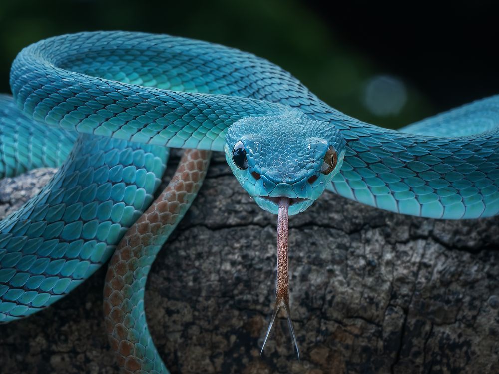 Photograph by Dzulfikri Dzulfikri