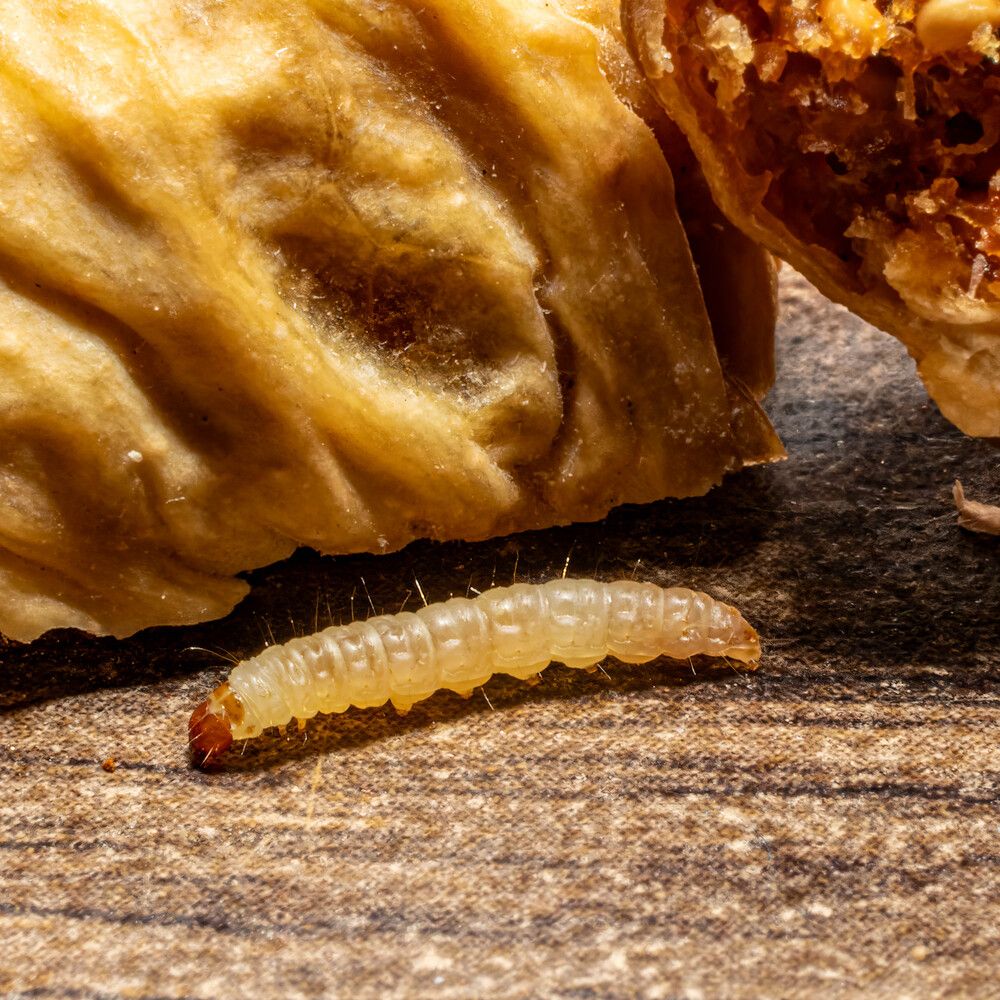 Photograph by Sabet Vahid