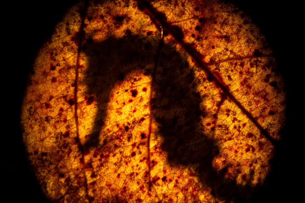 Фотография автора Luis Arpa