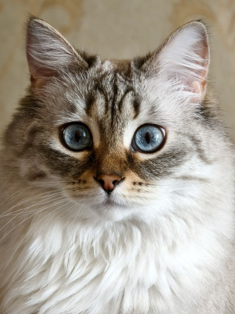 Фотография автора Olga Shchetinina