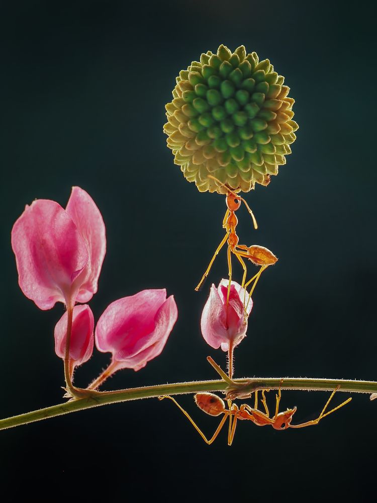 Photograph by Dzulfikri Dzulfikri