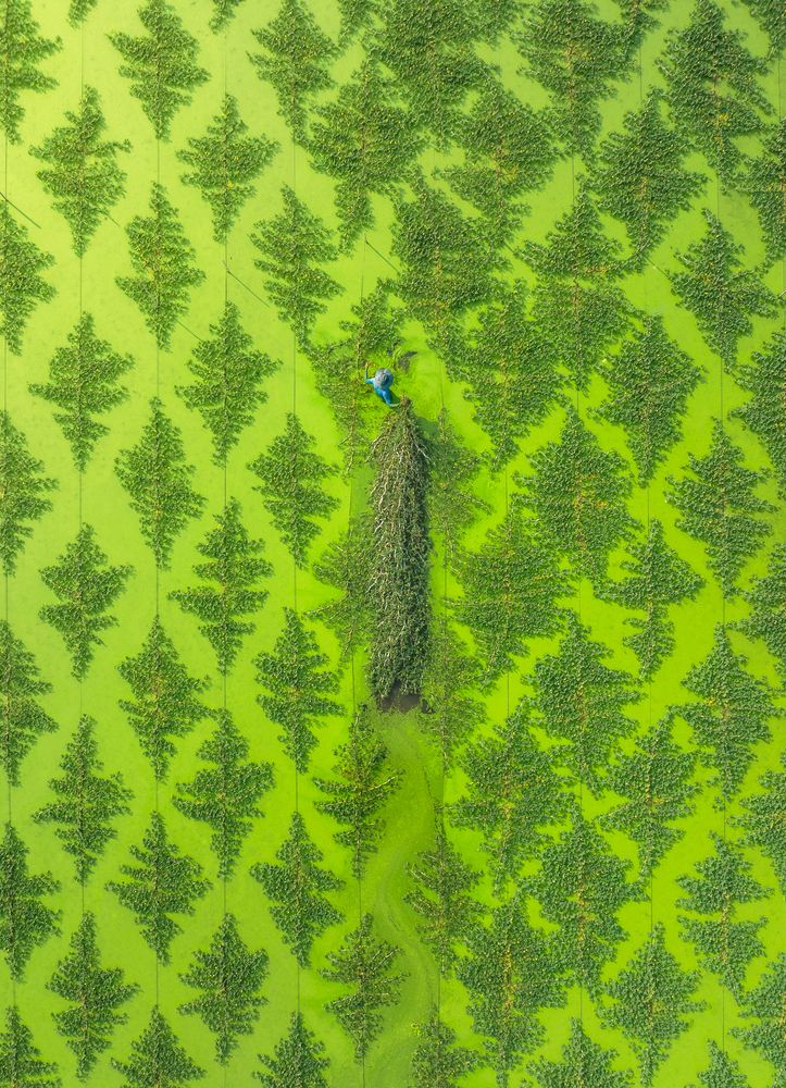 Harvesting Water Mimosa