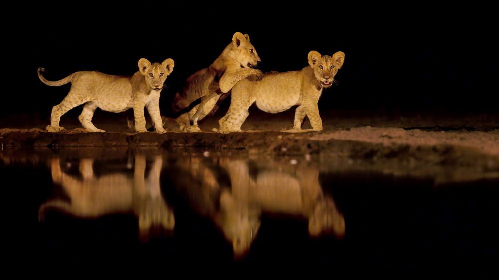 Ночные забавы