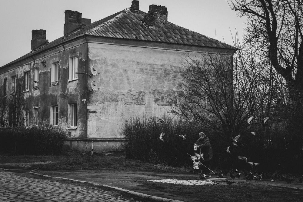 Любовь и голуби