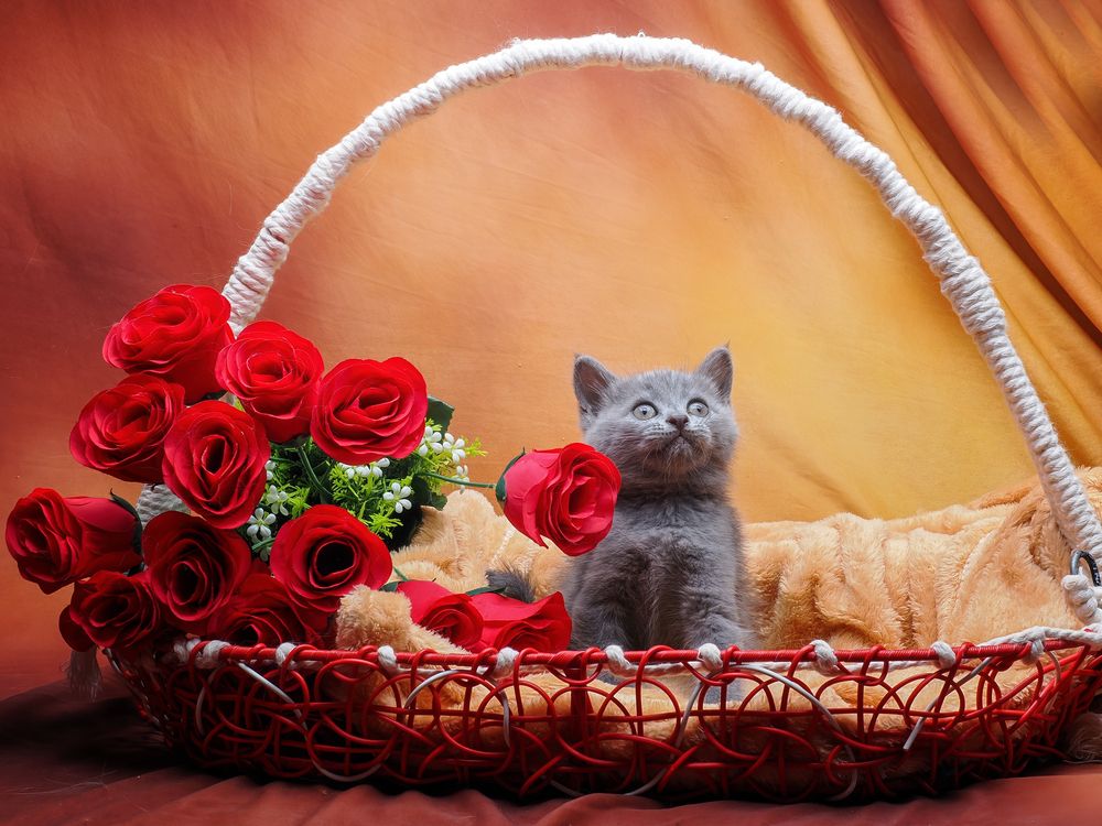 Photograph by Dzulfikri Dzulfikri