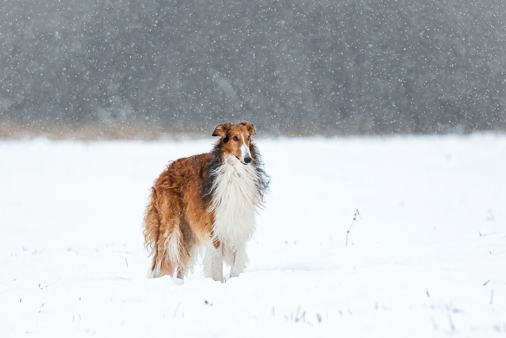 Русская псовая борзая. Баярд.