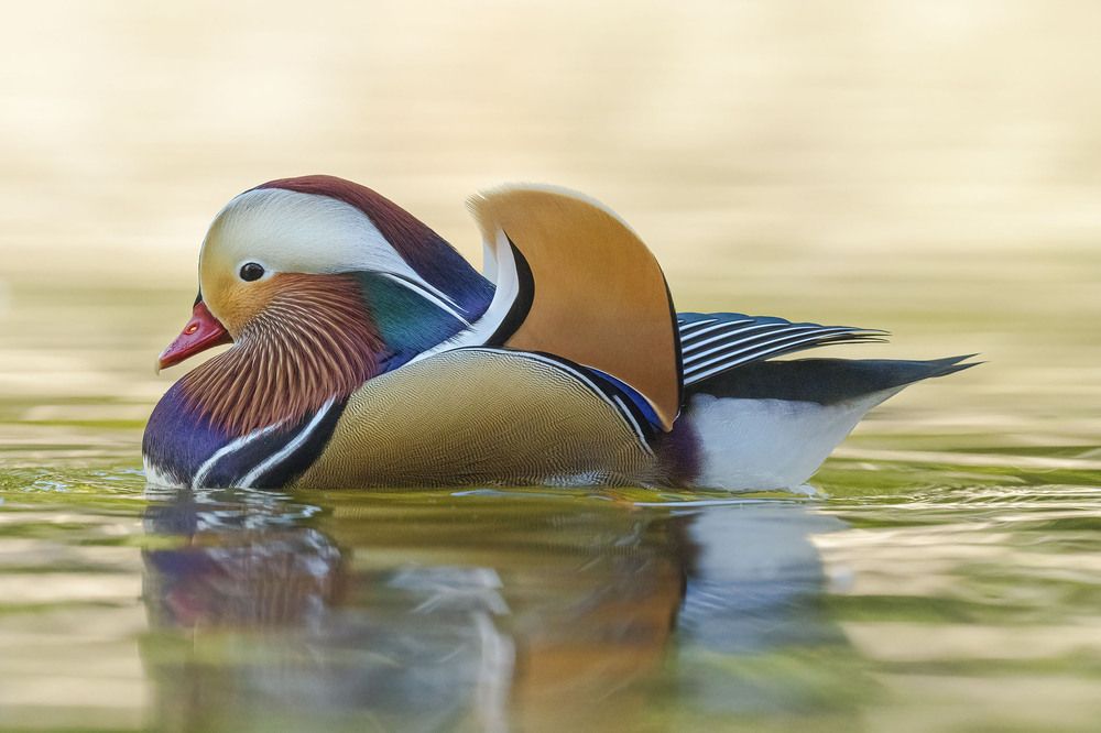 Male Mandarin Duck Portrait