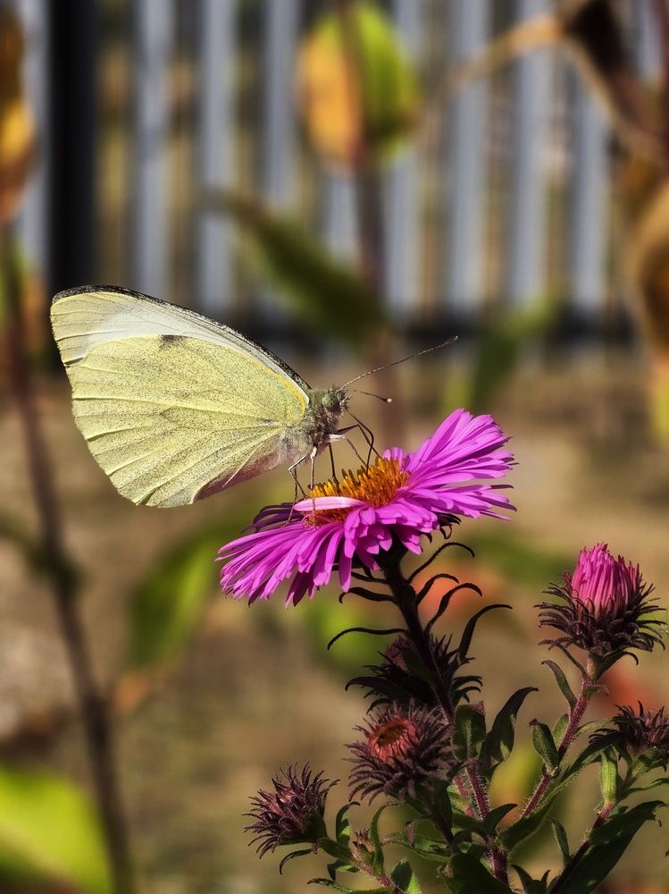 Photograph by Антонина Сухова