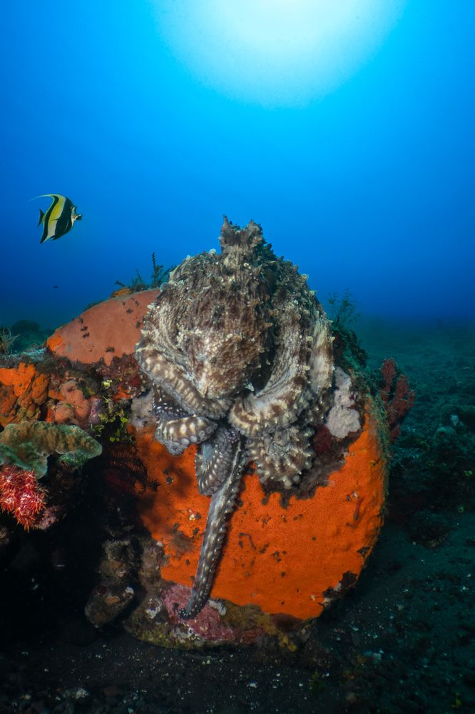 Фотография автора Luis Arpa