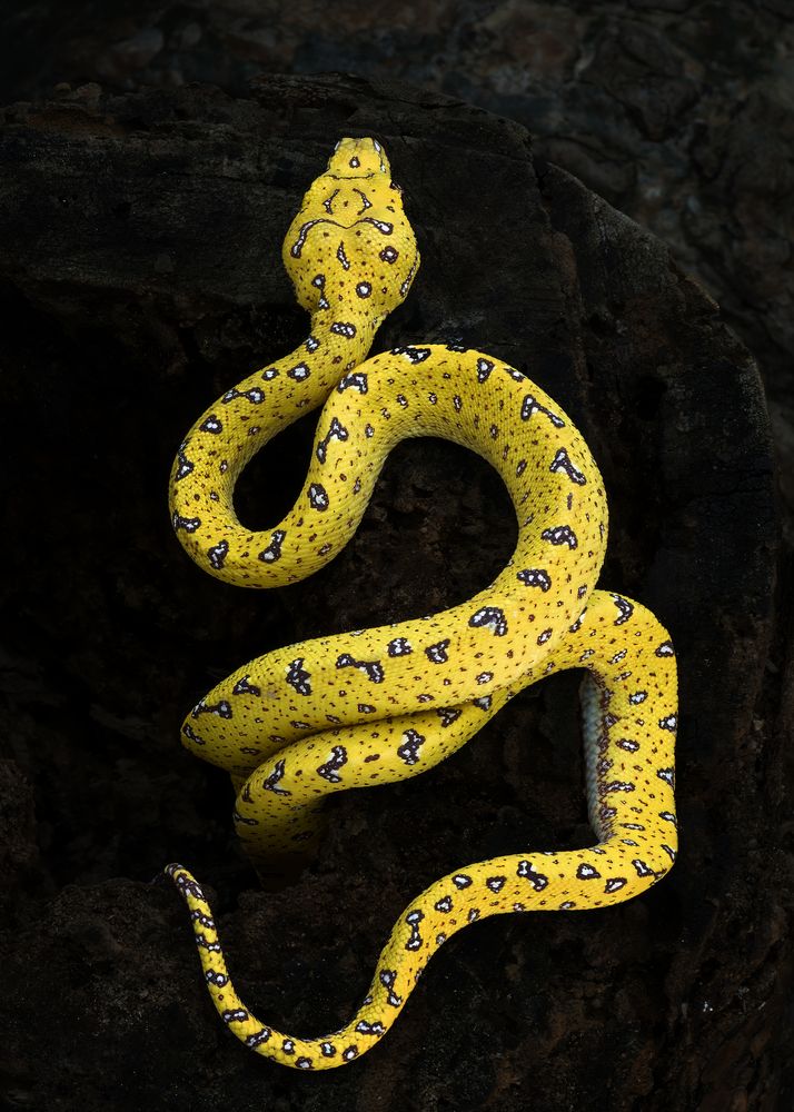 Photograph by Dzulfikri Dzulfikri