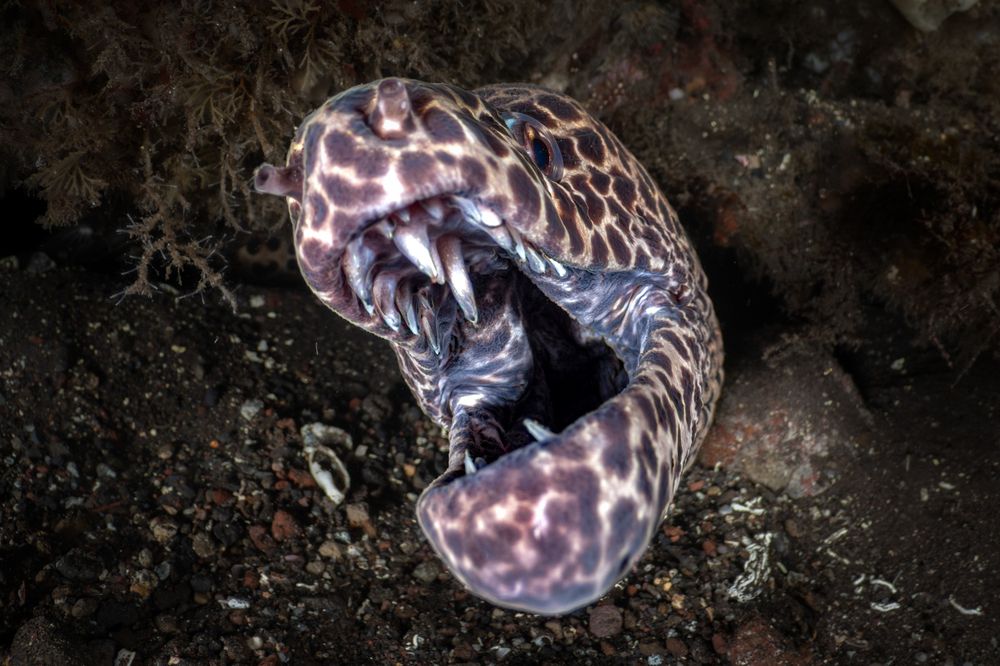 Фотография автора Luis Arpa