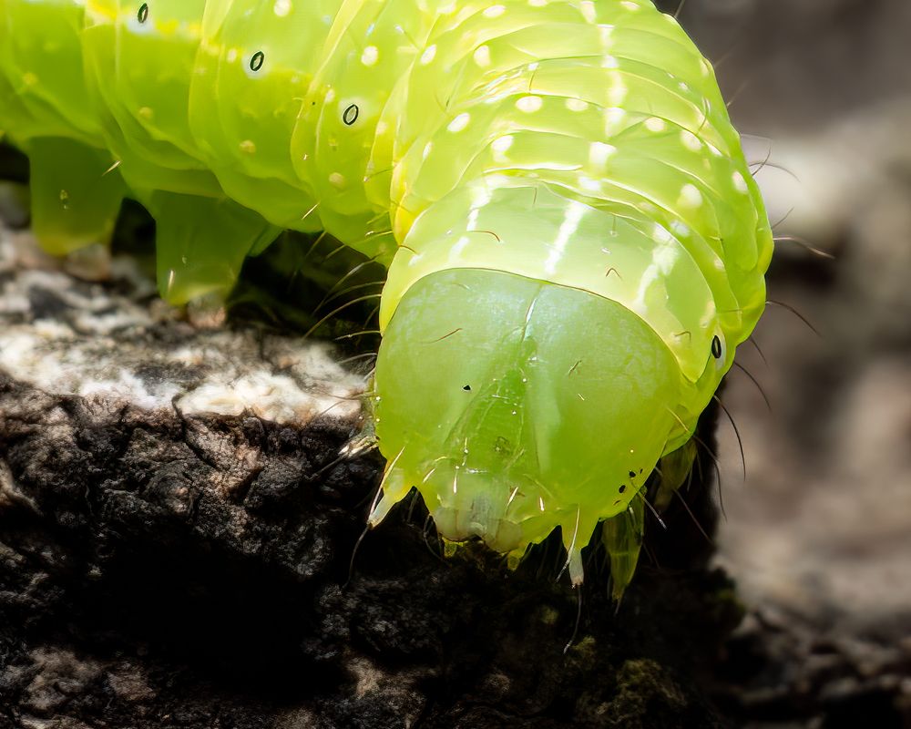 Photograph by Sabet Vahid