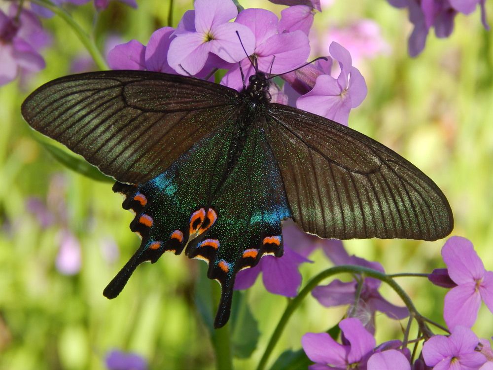 Черный парусник Маака.