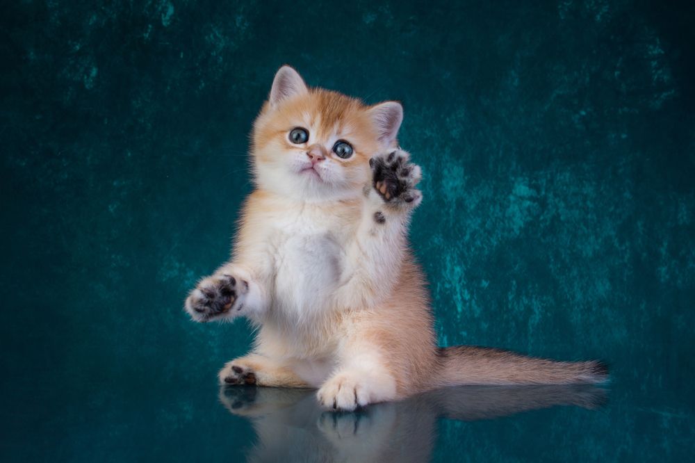 Cattery cat Nostalgie Beauty