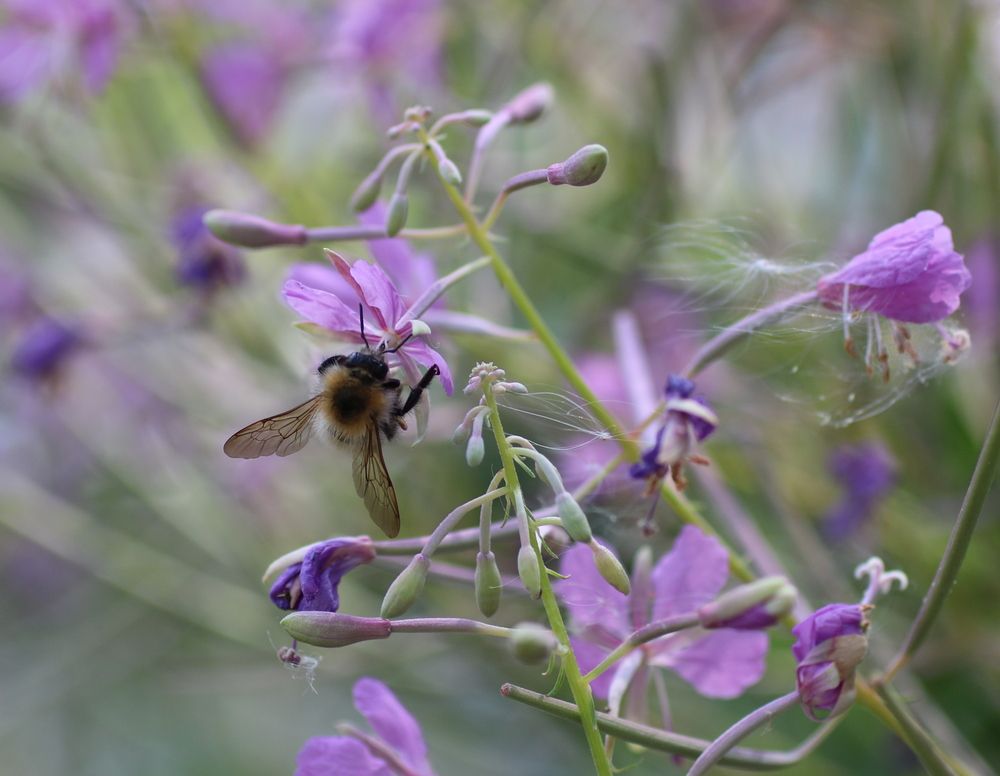 Любители рябины