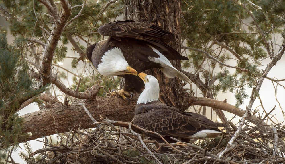 Mating Pair of Bald Eagles Return For Mating Season