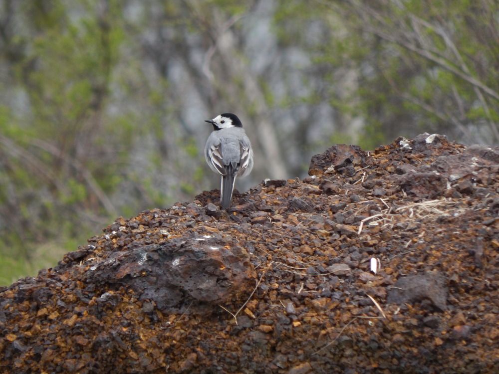 Фотография автора Ирина Моршинина