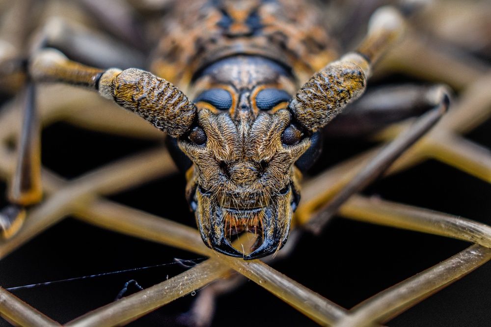 Photograph by ANU K MURALEEDHARAN