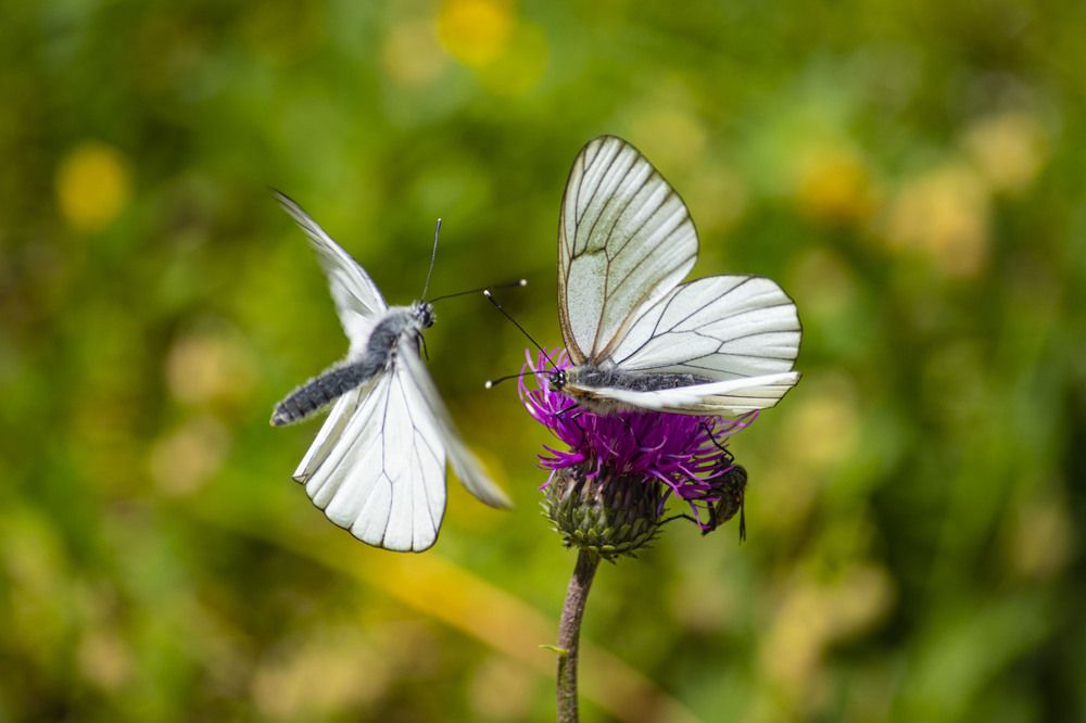 Photograph by Stephanie Michaud