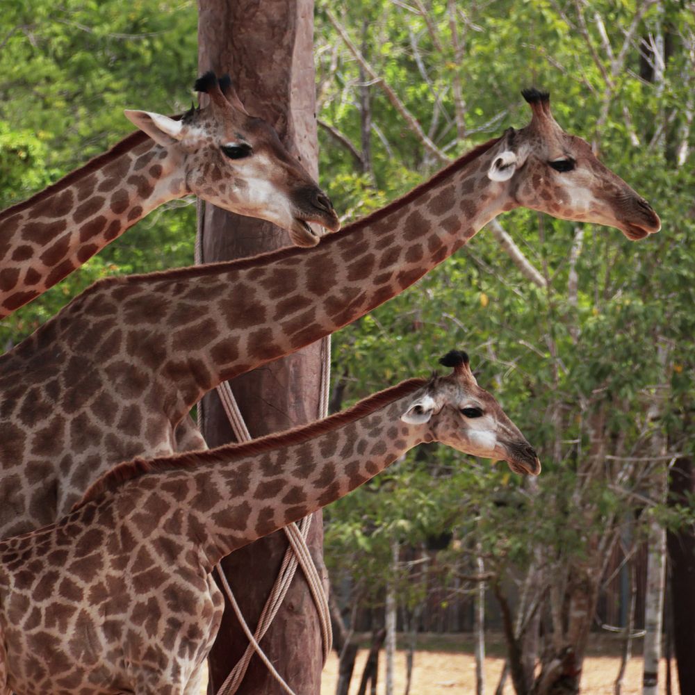 Photograph by Максим Тельманов