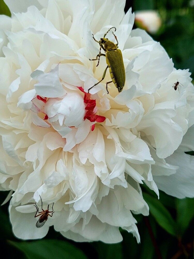 Photograph by Ирина