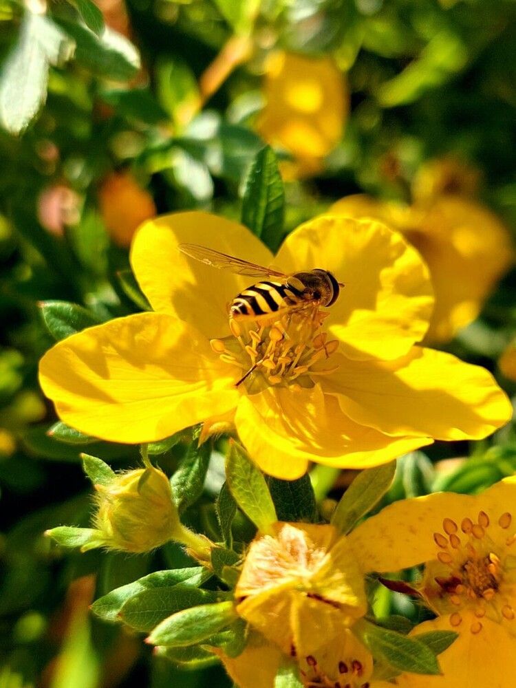 Пчелиный рай