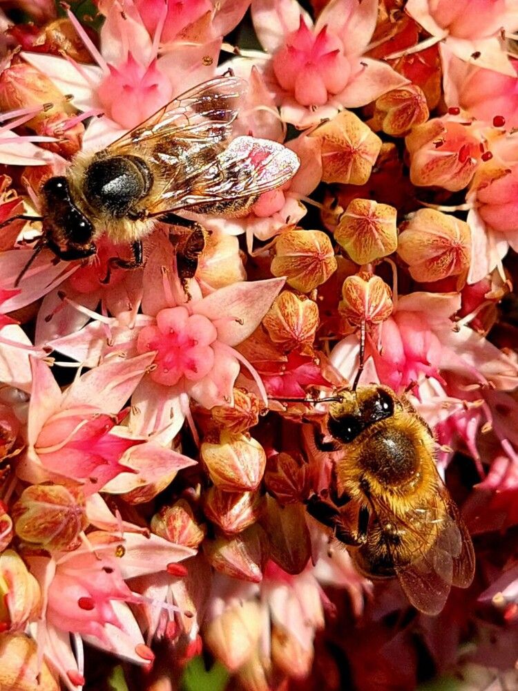 Photograph by Ирина