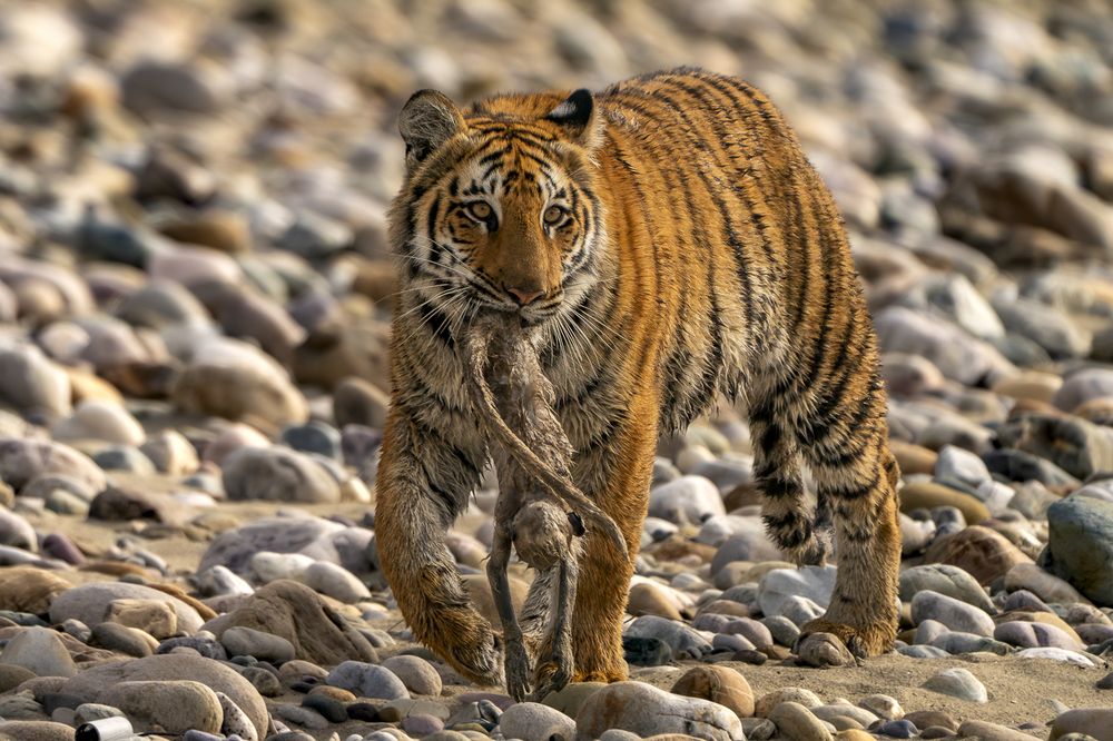 Tiger Cub with Langur baby kill