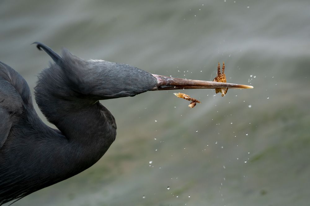 Фотография автора Prejul Prakash
