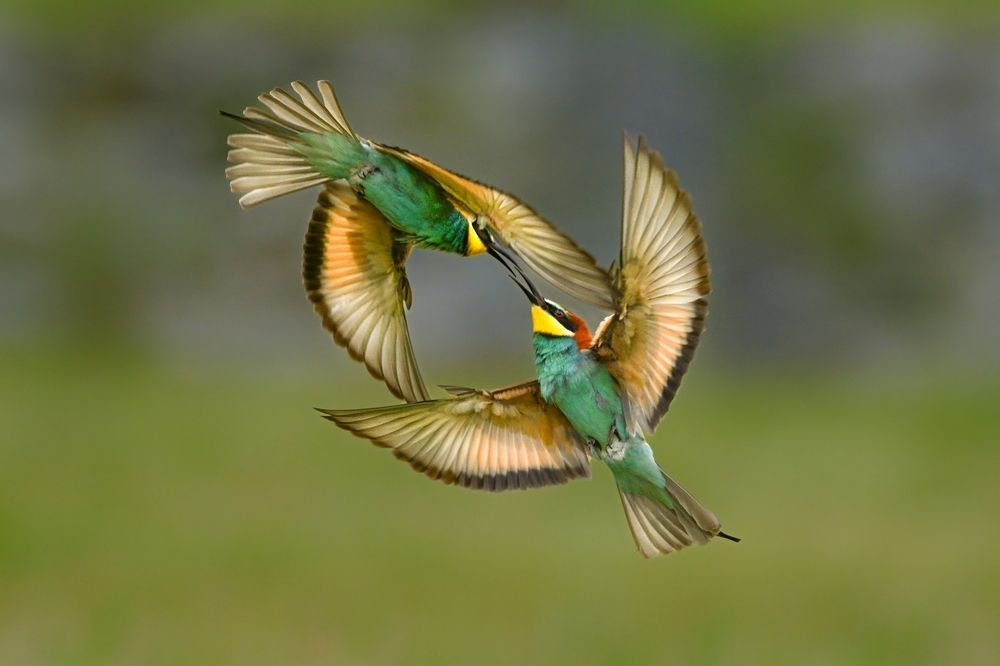 Photograph by Мартин Попов