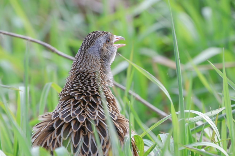 Фотография автора Григорий Борняков