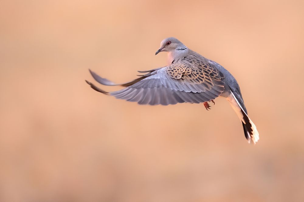 Photograph by Мартин Попов