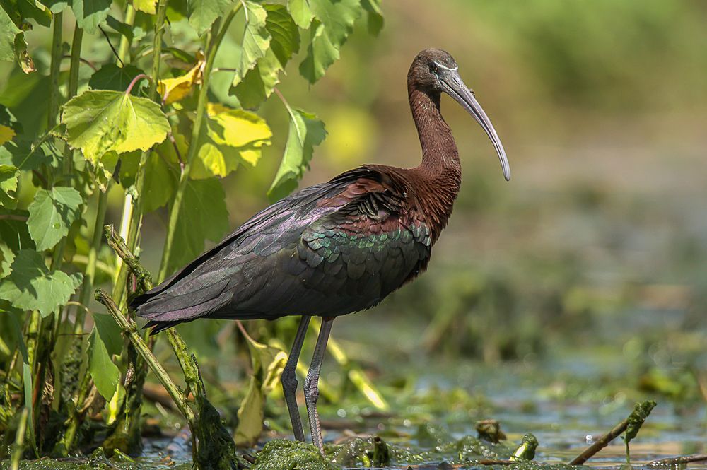 Photograph by Mircea Sirbu