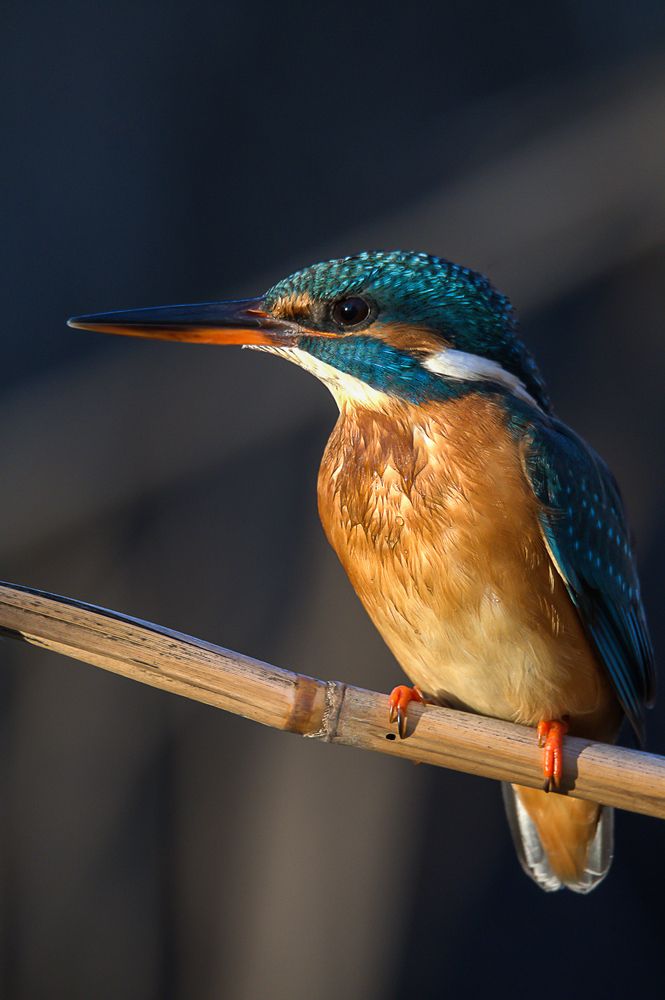 Photograph by Mircea Sirbu