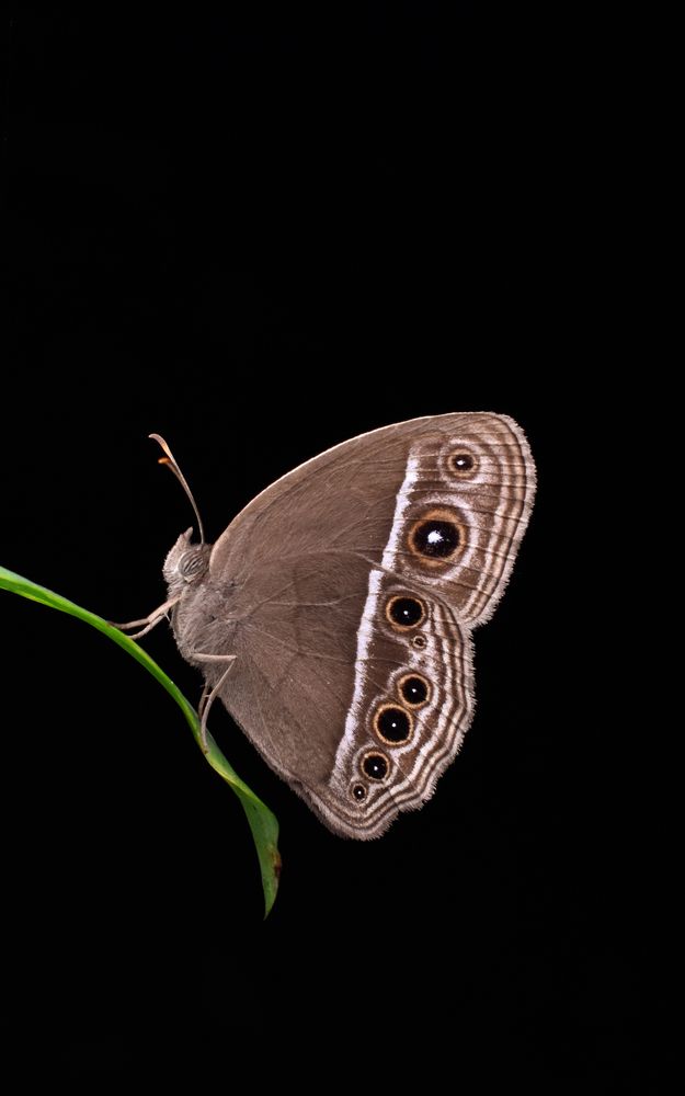 Photograph by ANU K MURALEEDHARAN