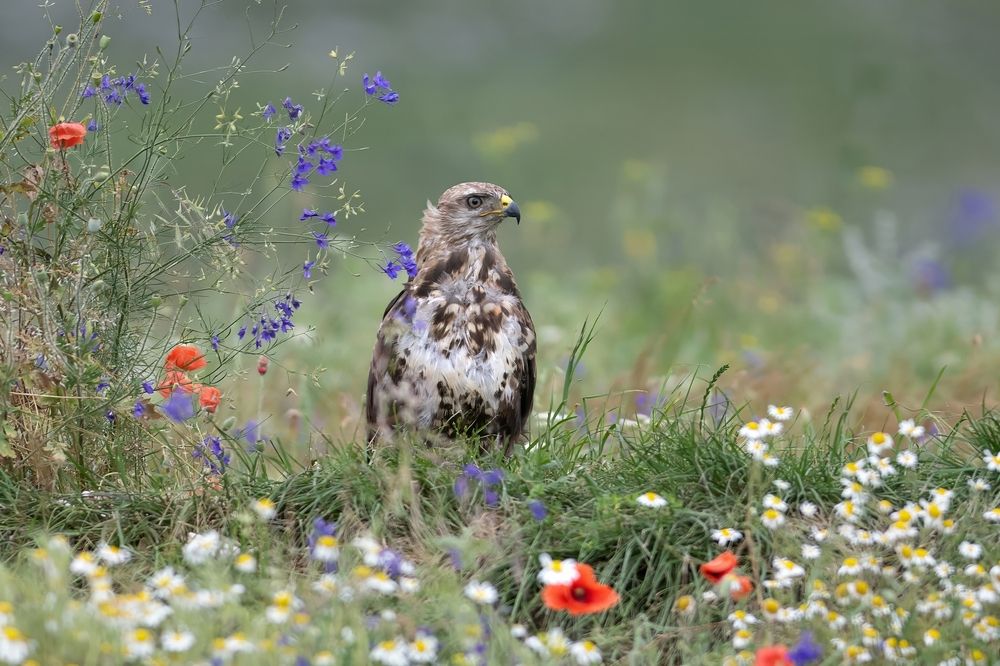 Photograph by Мартин Попов