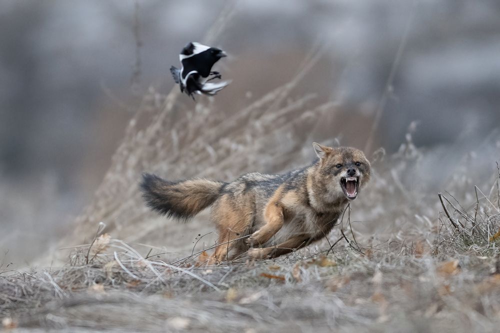 Photograph by Мартин Попов