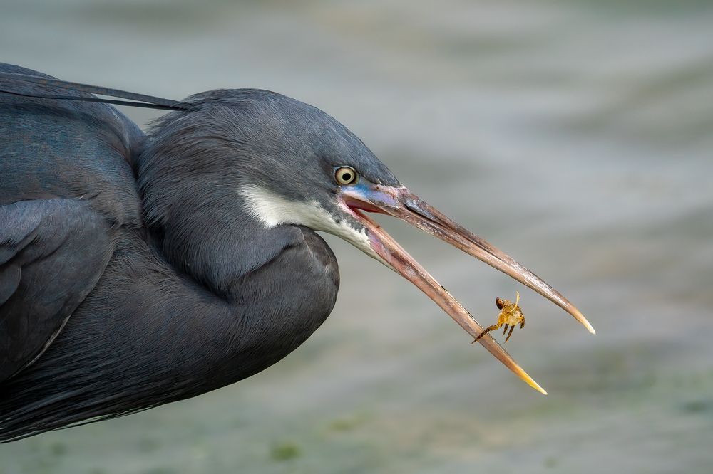 Фотография автора Prejul Prakash