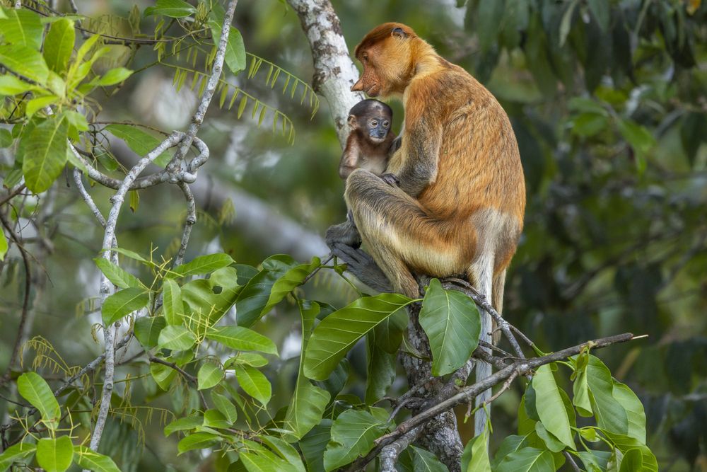 Proboscis Monkey and Baby