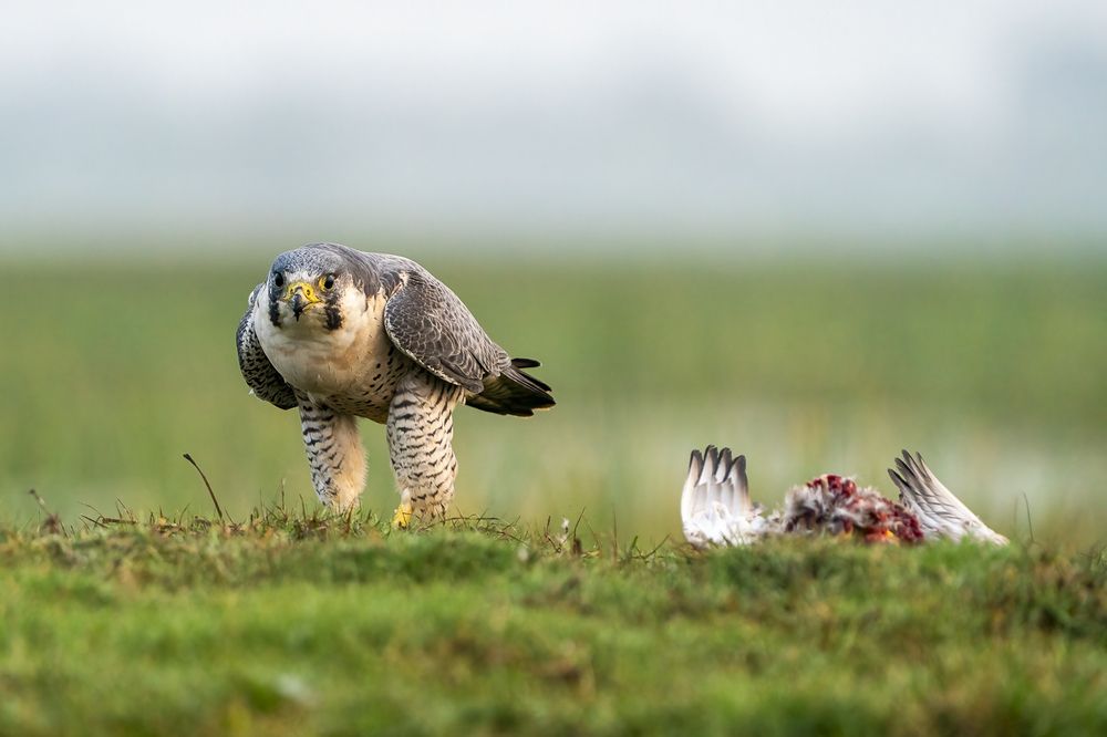 Photograph by Hymakar Valluri
