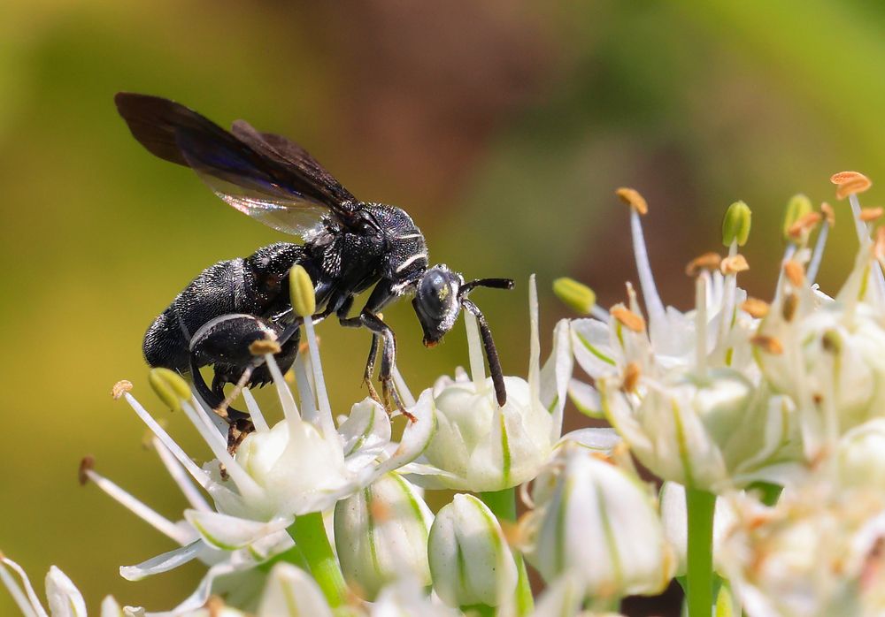 Photograph by Dhananjay Thakur