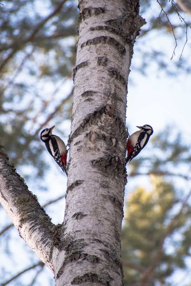 Photograph by Михаил Жарков