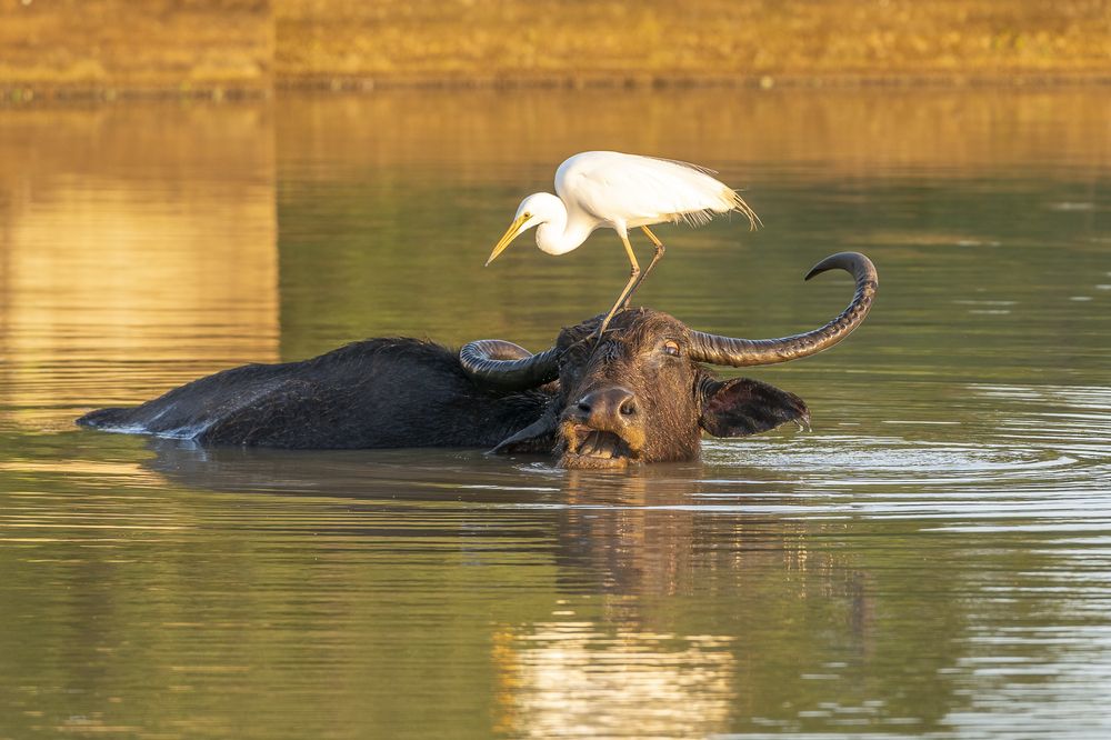 Photograph by Hymakar Valluri