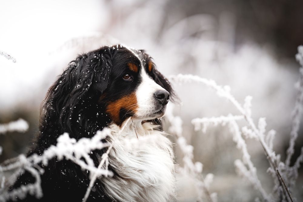 Bernese Mountain Dog in winter