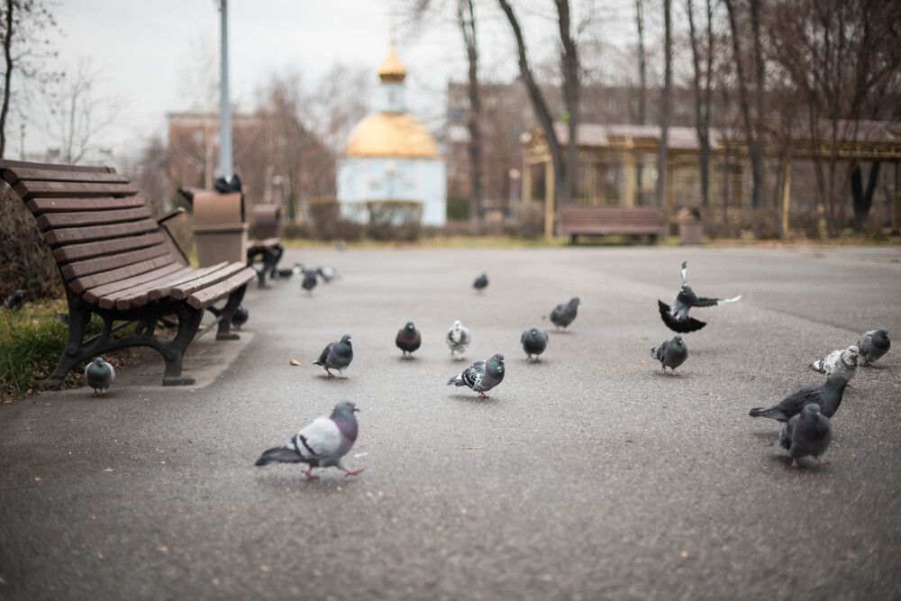 По улицам города N