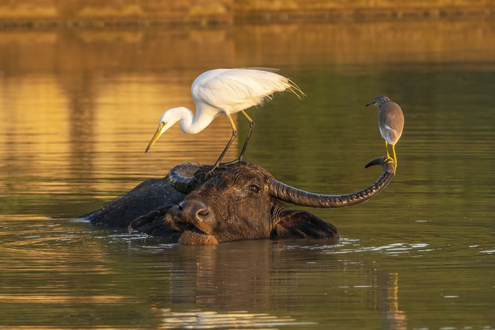 Vantage points for Egret and Pond Heron.