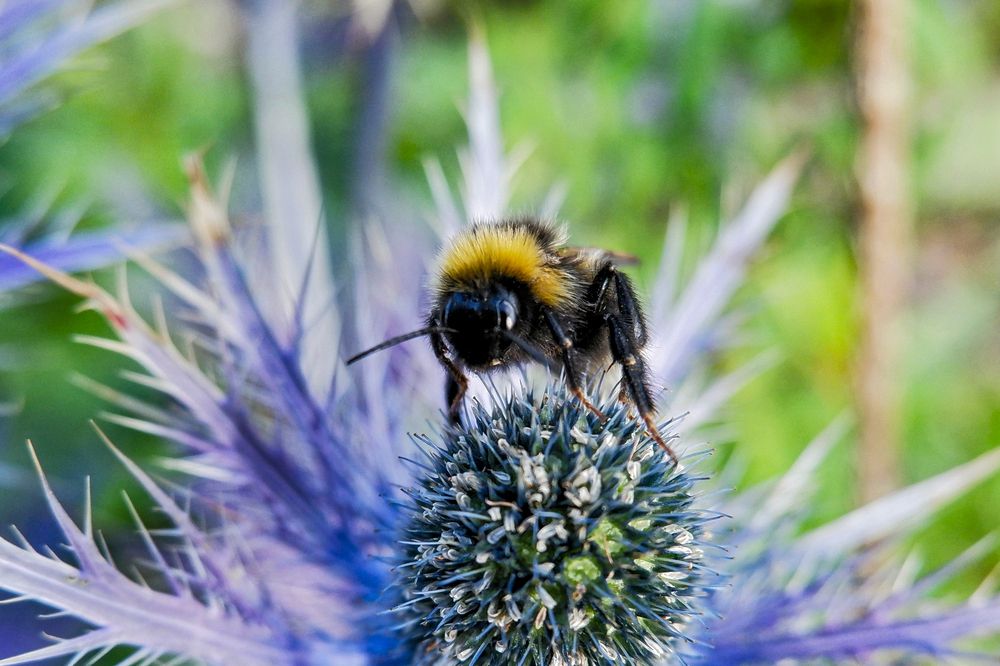 Фотография автора Ирина Гуськова