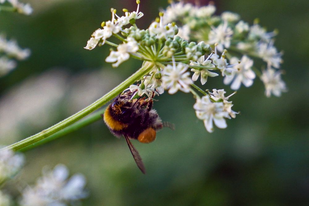 Фотография автора Ирина Гуськова
